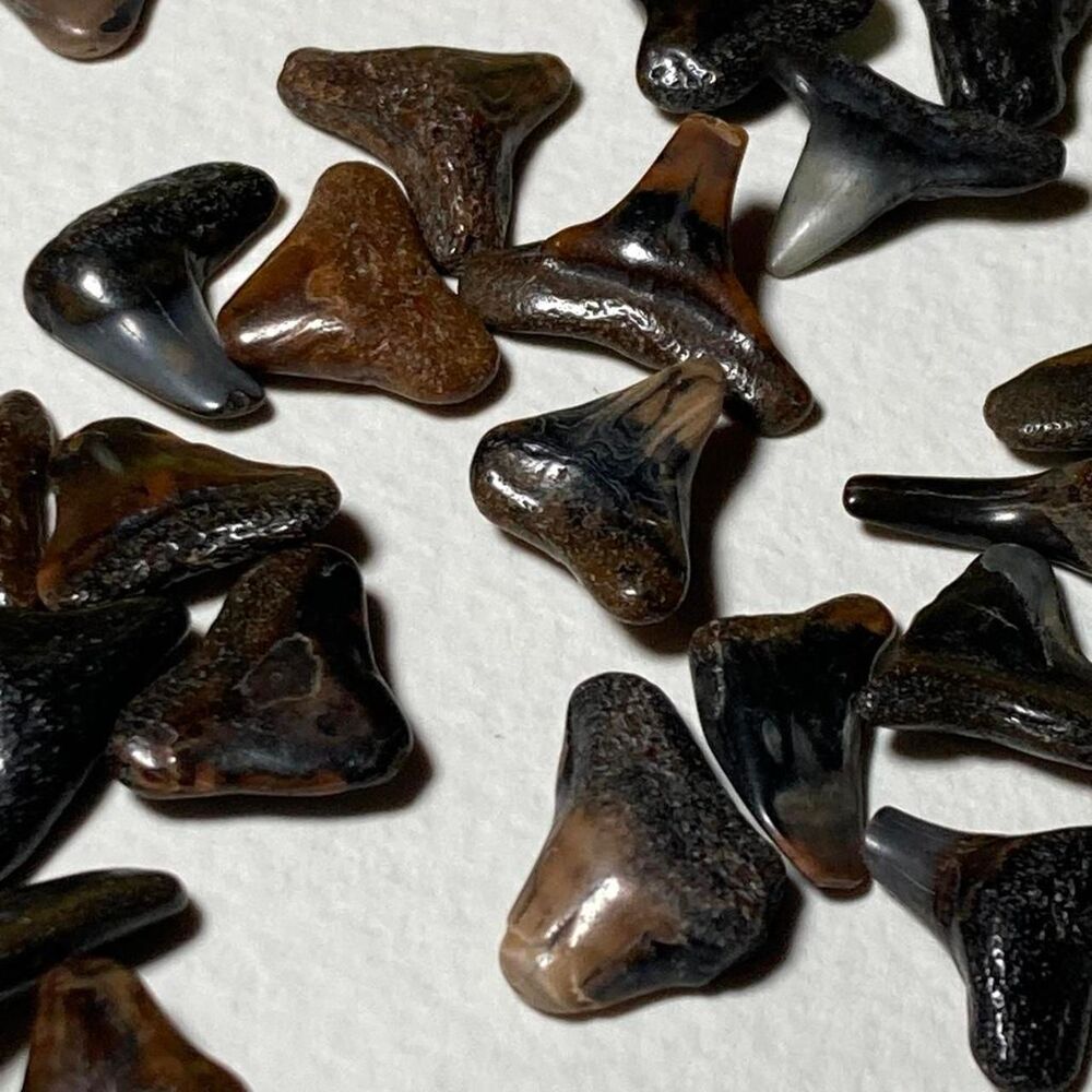 Fossil multi Collectibles